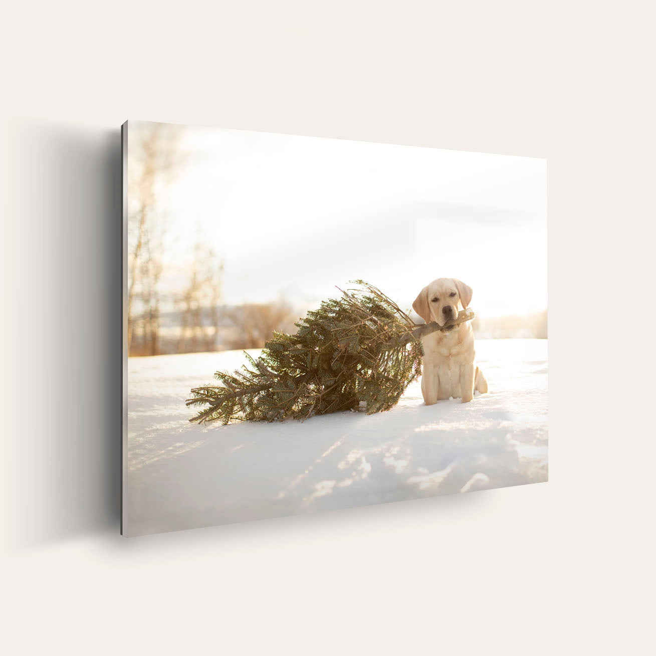 Cedar