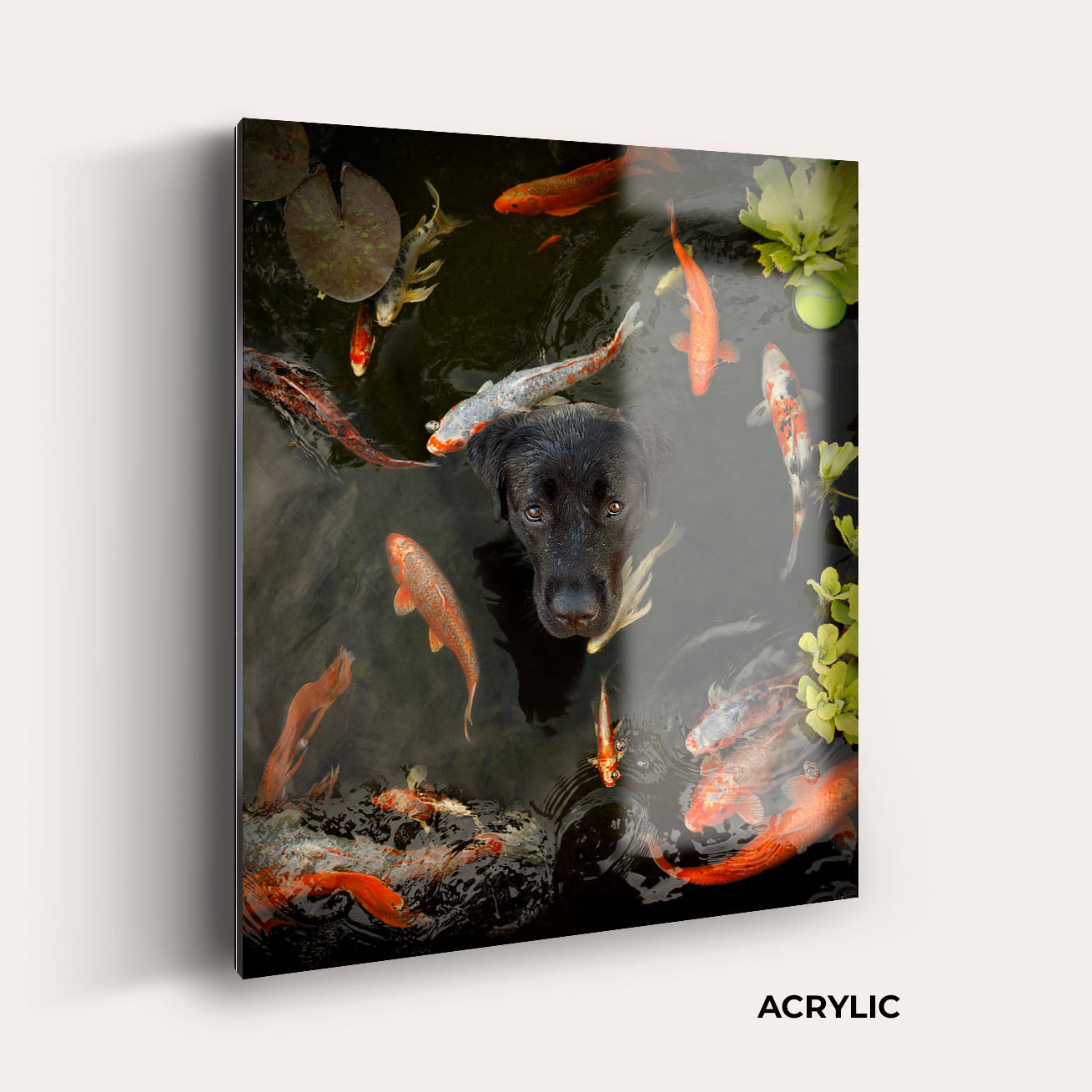 Koi