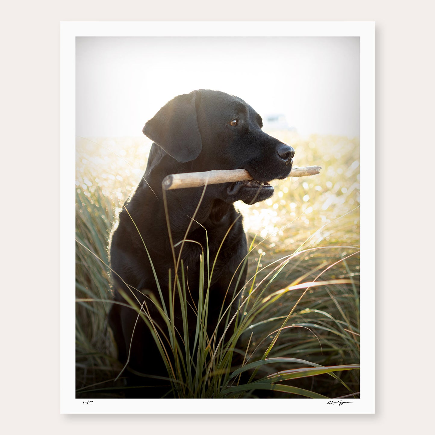 Seagrass