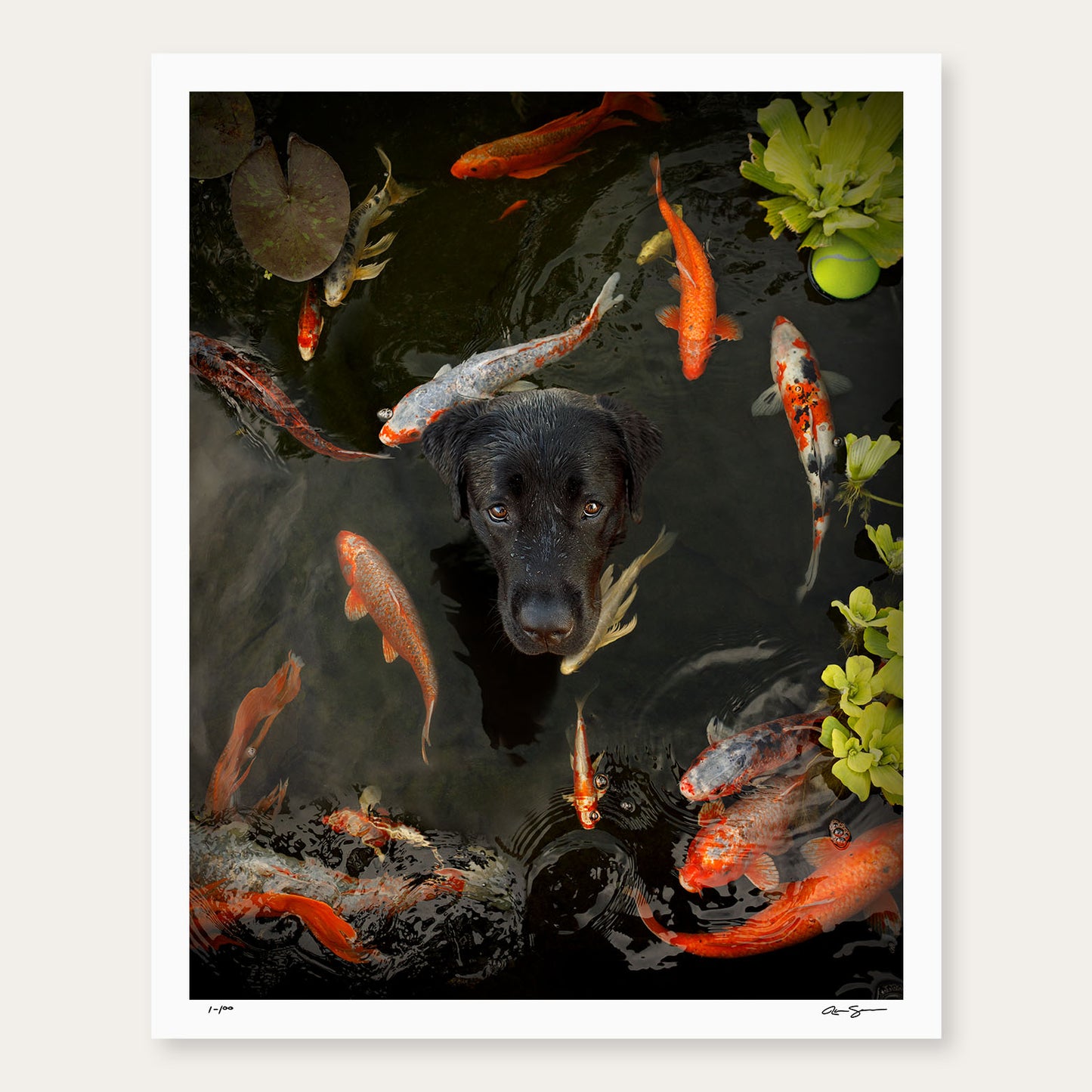Koi