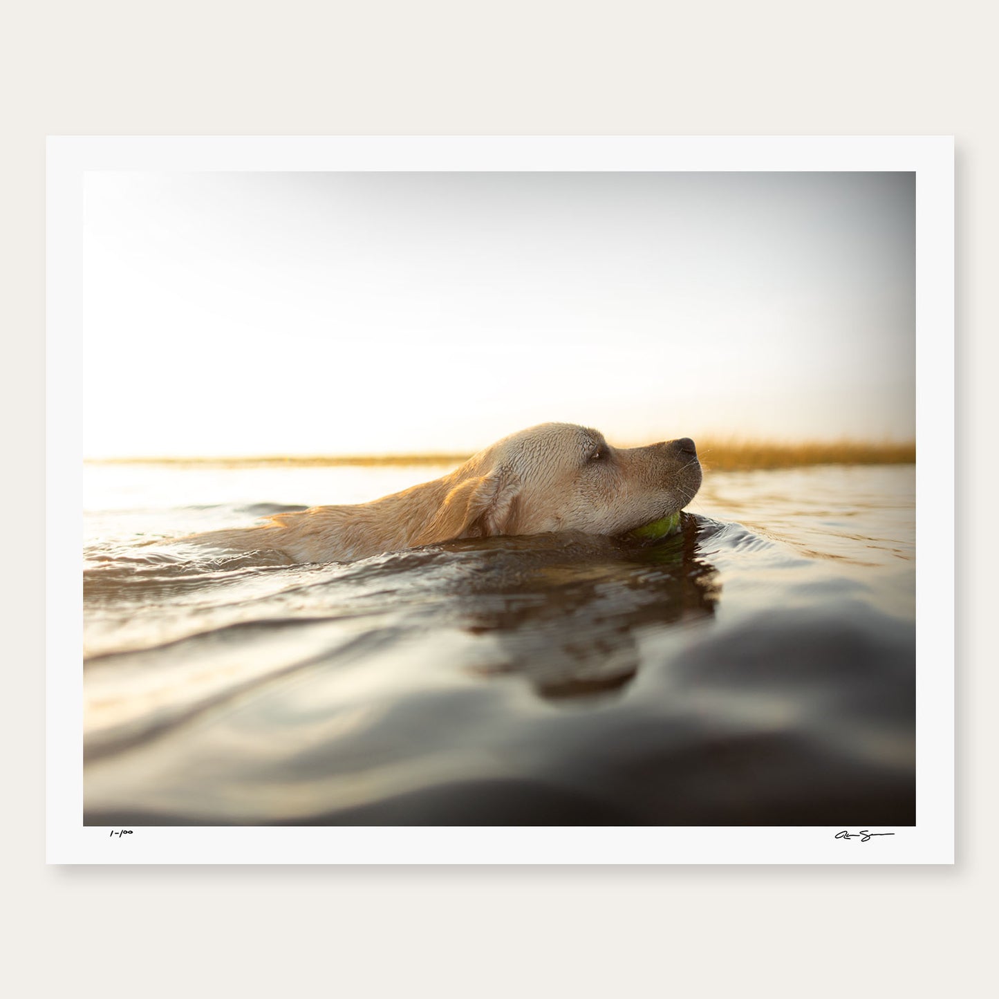 The Sea Dog